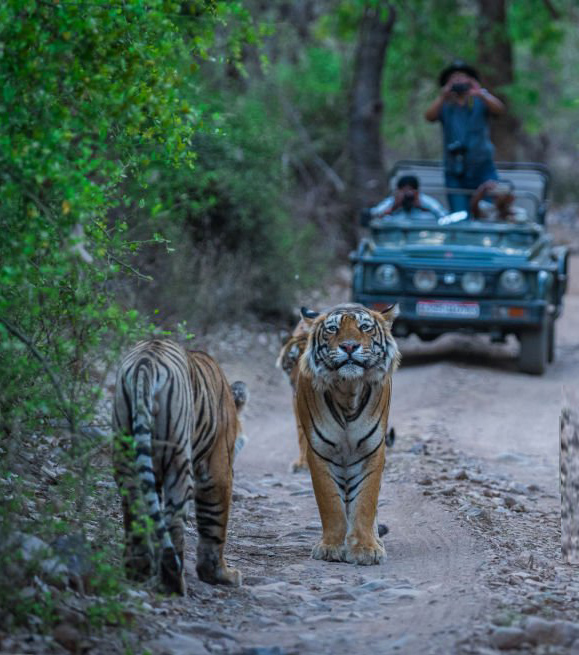 Nature Retreat Image