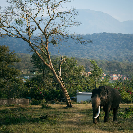 Nature Retreat Image