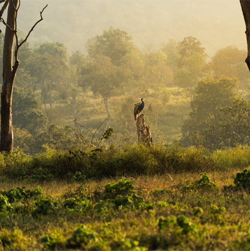 Nature Retreat Image