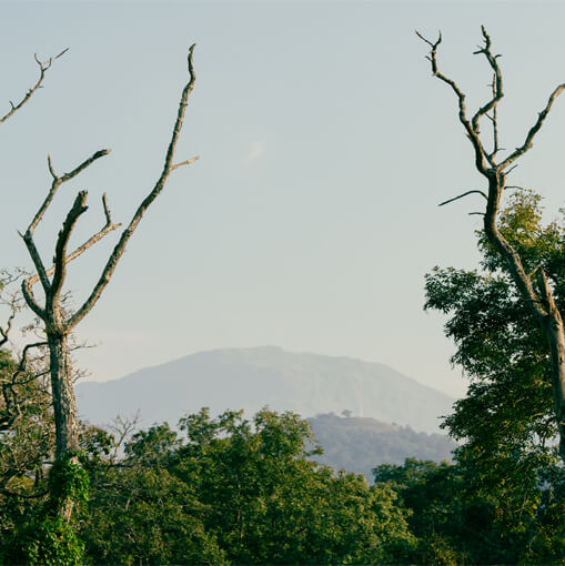 Nature Retreat Image